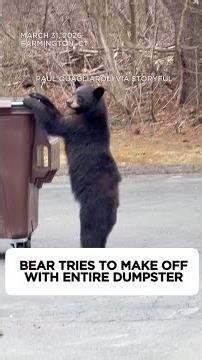 Bear tries to make off with entire dumpster in Connecticut