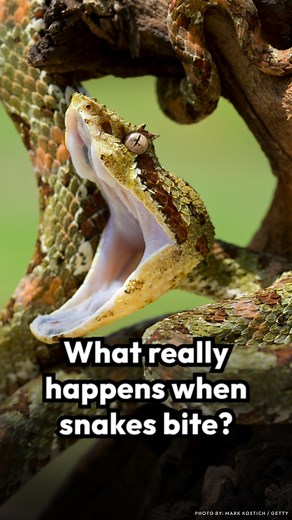 43K views · 1.3K reactions | Different snakes put their own spin on striking their prey. Scientists captured the powerful attacks on camera. Take a look. | Smithsonian Magazine | Facebook