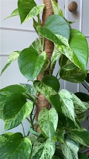Epipremnum Aureum Marble Queen