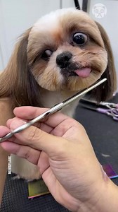 Shih Tzu makes hilarious face while having fur cut | Bored Panda Art