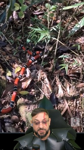 Cobra-coral em São Paulo? Erythrolamprus aesculapii #biologohenrique #animais #bichoesperto #biologo | Biólogo Henrique o Biólogo das Cobras