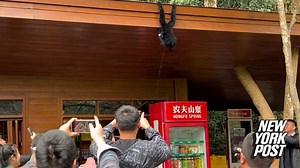 Unsuspected tourists showered on by urinating monkey