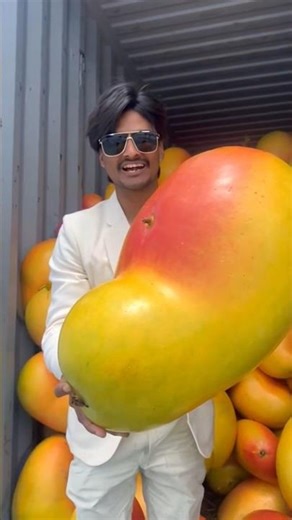 world biggest mango #mystery #viral #mango