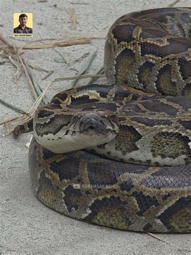 অজগর কেনো স্থির অবজেক্টেও আক্রমণ করতে পারে। #snake #wildliferescue #snakerescue #shorts #awareness