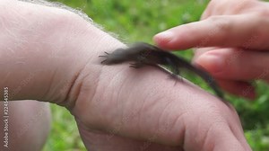 Ordinary wall lizard sits on a hand, female hand strokes it - lizard escapes Stock Video