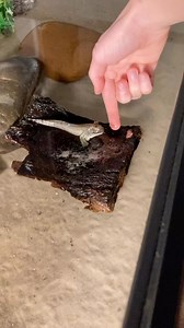 First time feeding brine shrimp, I think he liked it! #saltwater #saltwateraquarium #saltwatertank #saltwaterfish #freshwater #freshwateraquarium #freshwatertank #freshwaterfish #brackish #brackishwater #brackishfish #aquarium #aquariumhobby #aquariumfish #aquariumlife #aquariumtank #aquariums #aquariumsofinstagram #aquariumsdaily #natureaquarium #aquascape #aquascaper #aquarist #aquaristik #plantedtank | Ezziesaquatics