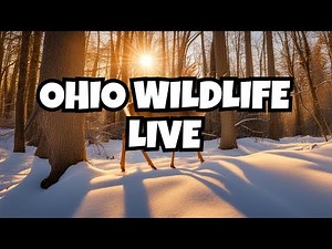 Ohio Deer and Wildlife: Live Cam for Nature Enthusiasts
