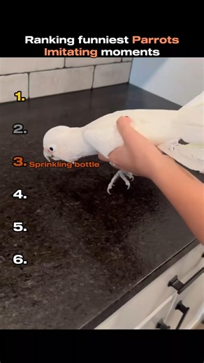 Ranking funniest Parrots Imitating moments