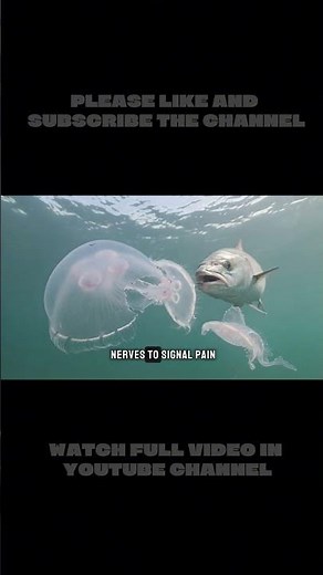 24 Eyes, No Brain The Killer Box Jellyfish #animalfacts #marinemystery #sciencefacts#jellyfish