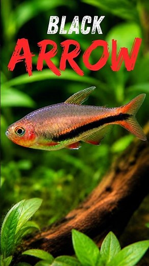 Meet the Black Arrow Emperor Tetra (Inpaichthys luizae)