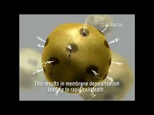 Mode of Daptomycin Action