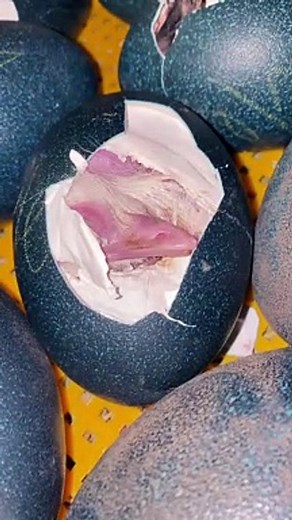 Baby Emus Hatching