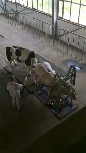 Daily life diary of a rural cattle farmer #ox #farmer #shorts