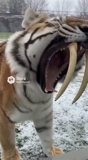 Sabertooth tiger at the zoo! #unbelievable #fyp #ai