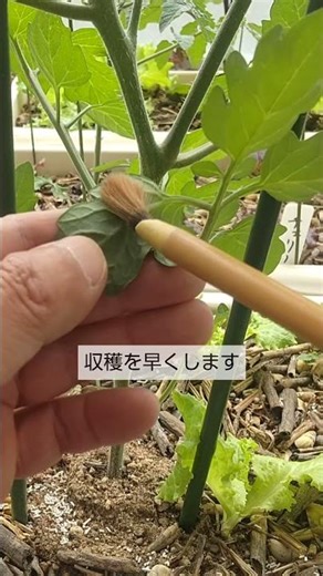 5/3【ミニトマト】手入れ 5月になったら これをして実を早く大きくして収穫を早くします