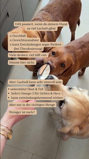 Das passiert, wenn du deinem Hund zu viel Lachsöl gibst