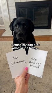 20K views · 479 reactions | Letting my dog decide what we do today!!! Does your dog like swimming too?? #dogs #puppy #blacklab #labrador #cutedogs | Theblacklabradorpoppy | Facebook