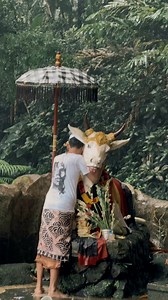 🇮🇩 Indonesians Praying to Holy Cow In Balinese Hindu belief, Lembu Nandini—a sacred white cow—serves as the divine mount (vahana) of Lord Shiva and symbolizes purity, prosperity, and fertility. Believed to descend from the mythical wish‑fulfilling cow Kamadhenu, Nandini plays a central role in rituals, especially cremation ceremonies (Ngaben), where a cow effigy guides the soul to Shiva’s realm. In places like Desa Taro, Gianyar, pure‑white Nandini cows are revered, sheltered in sanctuaries, a
