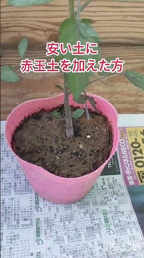 安い培養土と改良したミニトマトの成長を比べる赤玉土を加えて保肥力を高めるホームセンターの土または専用の土を使う