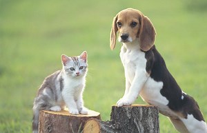 15 Reasons Dogs Are More Pawsome Than Cats | LoveToKnow Pets