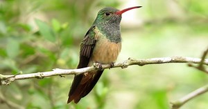 Buff-bellied Hummingbird Photos and Videos for, All About Birds, Cornell Lab of Ornithology