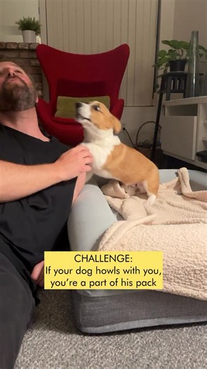 Bowie the Corgi on Instagram: "#HowlWithYourDog Challenge! Did you know howling can reinforce a bond between you and your dog? It’s a way for them to express solidarity and acknowledgment of their pack! It is important to note that some dogs, depending on the breed and their characteristics, might be indifferent or stressed by the noise, but our corgi loves it! *Reposting this because Instagram muted the previous video due to music rights from a particular song on their catalog. 🫠 #hellobowieth