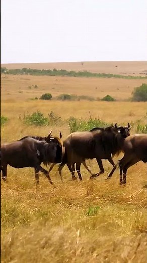 The Great Wildebeest Migration 😱