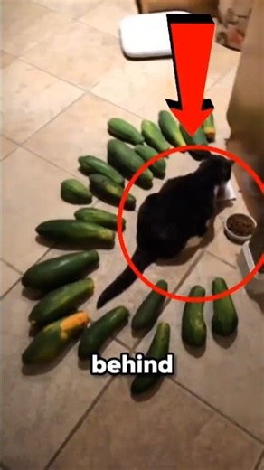 The Real Reason Cats Freak Out Over Cucumbers🥒 #cat #funny #facts