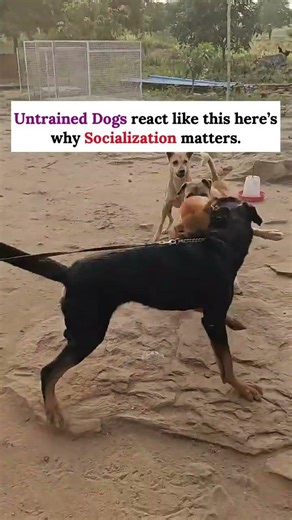 🐾 Early socialization isn’t optional — it shapes your dog’s entire life.