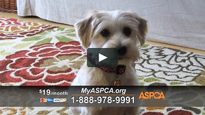 ASPCA PCAM Versions - 2M CHARM_PCAM_MAR 05