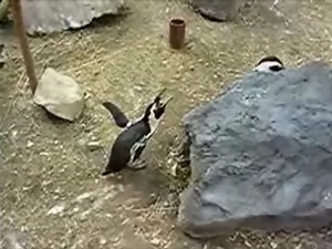 Fails Compilation - April 2012