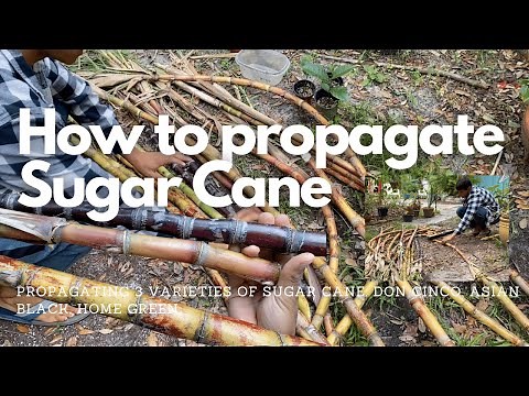 How to propagate Sugar Cane | Grow Your Own Sugar Cane