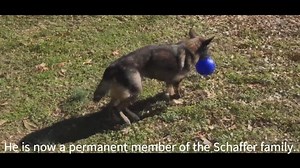 10K views · 314 reactions | Remember Faust? He’s the BNSF Railway Police K-9 who retired from duty in an emotional video three years ago. Here’s an update on how Faust is doing from his former partner on the police force, Senior Special Agent Bryan Schaffer. Glad to hear you’re enjoying your retirement, Faust! You can see the moment Faust retired at https://www.youtube.com/watch?v=nmhNDSqrZQ4. | BNSF Railway | Facebook