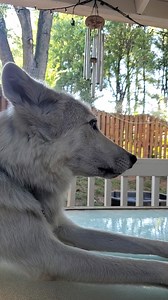 The howl of a wolf. I know I've shared before but would like to again for our new followers. Why do wolves howl? Wolves howl for many reasons, to gather for a hunt, to send a call to a wolf that may have gone astray, they howl to defend thier territory from other packs, they howl when they are in mourning and they howl to greet one another. Rosemary is howling with me, more like a happy greeting. I have trained Rosemary to howl when I howl so that we can spread her song with others. Enjoy the be