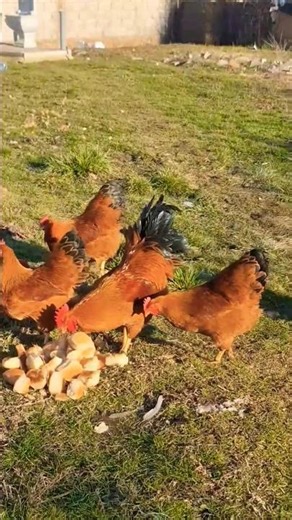 New Hampshire chickens 🥰 #shorts #ytshorts #trending #youtubeshorts #newhampshirechicken