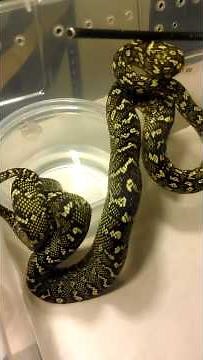 Diamond jungle cross 1