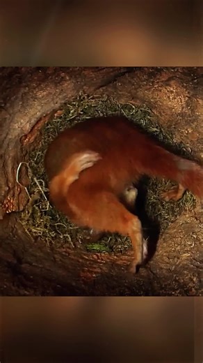 Squirrel giving birth.#animals #Foryou #Friendship #Us #squirrels #fyp | animals