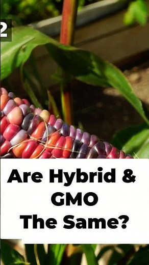 Heirloom vs Hybrid vs GMO Seeds – What’s the Difference? 🌱