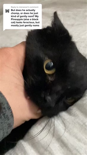 Adorable Black Cat with Fangs Enjoying a Snack