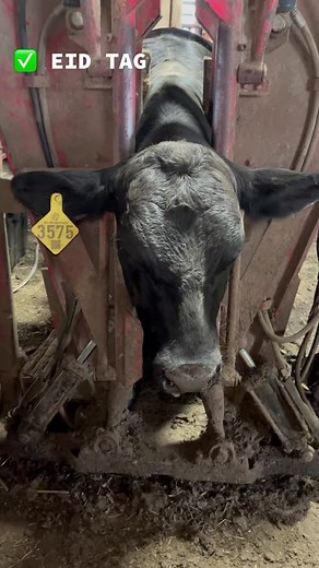 PerformanceLivestockAnalytics on TikTok