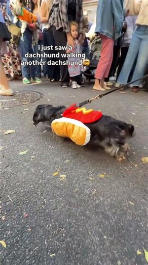 This dachshund costume stole the show at the NYC Halloween Parade! #dachshundappreciation