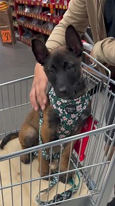 I’ve been cute forever #malinoispuppy #belgianshepherd #puppy #instamalinois #malinoisofficial #malinoislife #belgianmalinoisofinstagram #dogstagram #malinoisdog #dogtraining #love #training #dogswithmeningitis #goldcoastdog #instamodel #love #dogoftheday #Malinois #k9 #belgianmalinois #malinoisofinstagram #malinoislovers #dog #dogsofinstagram #maligator #dogs #malinoisworld #workingdog | Belgian Malinois Puppies