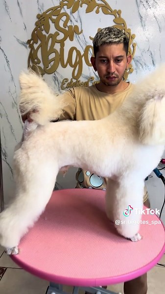 Essential Grooming Tips for Toy Poodles
