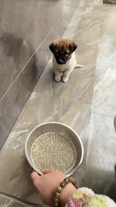 Trop mignon 😂💖😂💖 | Chat se discute