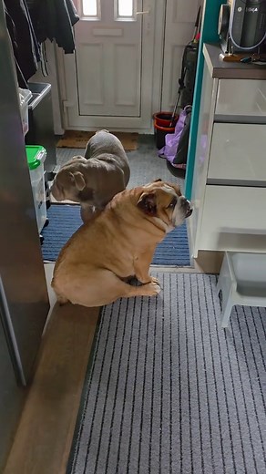 Understanding English Bulldogs: Traits and Care