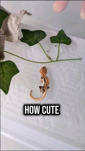 New Baby Crested Gecko Tank Setup!