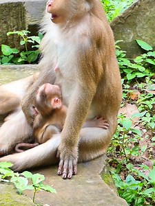 Reject milk from Luna make Lynx scry loudly 001 #Monkeys #baby #monkey #wildlife #cuteanimals | Happy Baby Monkey