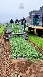 Harvesting Salad Fast | Best Web Moments