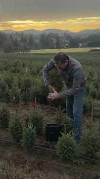 See our Field Grown Spruce Tree Farm
