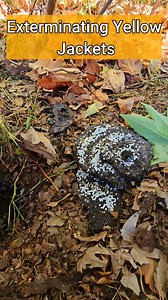 How To Exterminate Yellow Jackets (Super Easy) For Bee Rescue Service Call: 626-487-6052 It's not everyday I get to show you how to eliminate a yellow jacket nest with just soap and water! It was massive! Yellow jackets are an absolute pest and a threat to honey bees. They actually catch bees and eat them! So I do my due diligence in eliminating these devils. They are literally doubles because one sting from these yellow jackets can be quite lethal for many people. The most useful method is the 